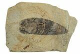Pennsylvanian Fern (Macroneuropteris) Fossil - Illinois #262259-1